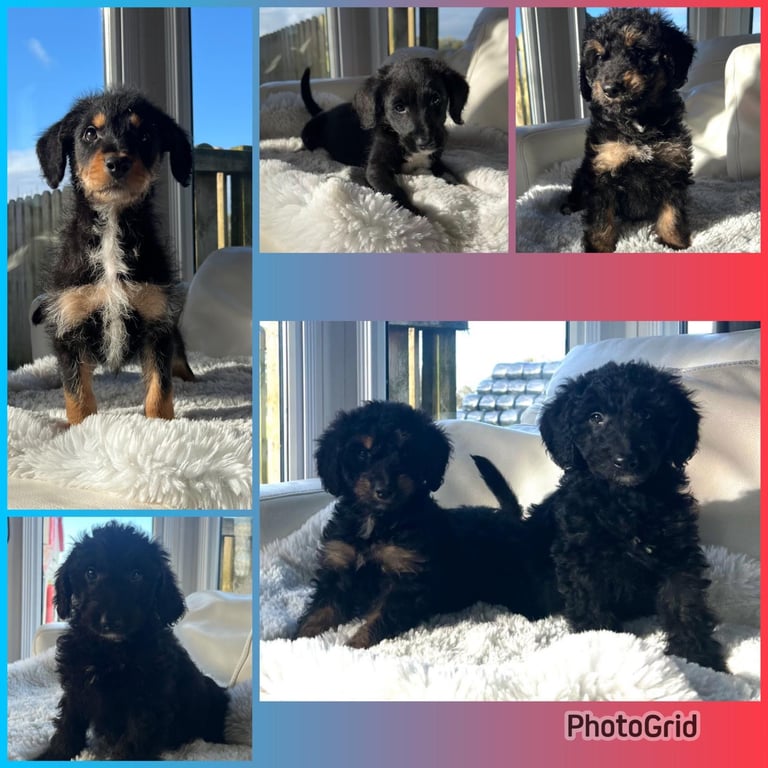 Gorgeous Borderdoodle puppies 