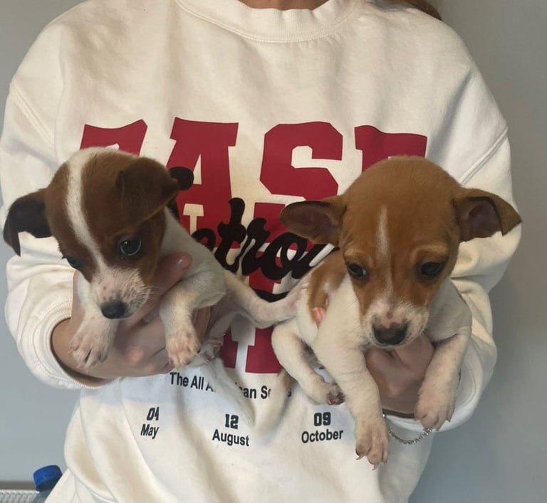 Jack Russell puppies