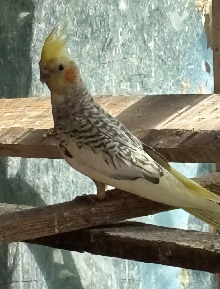 Baby Cockatiel and Budgies