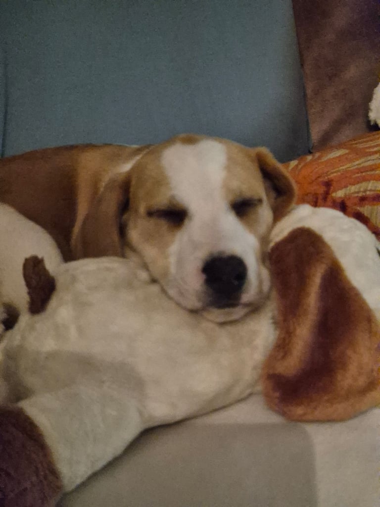 Beagle Dogs Puppies for Sale Gumtree