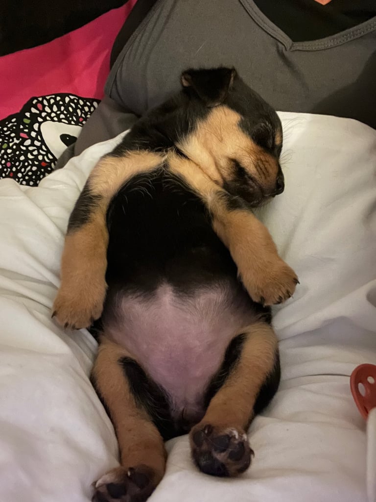 Female JRT cross (small dog) 