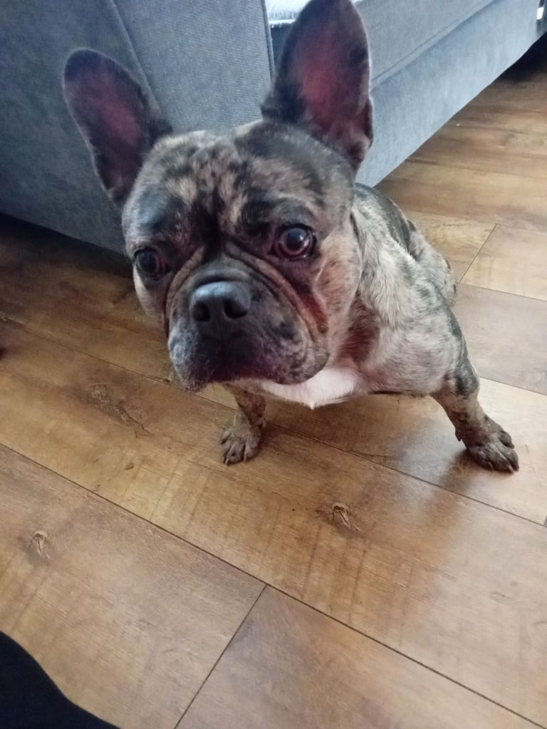 French bulldog