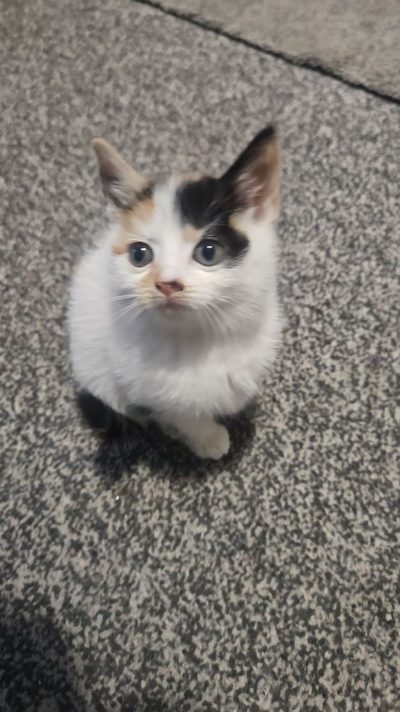 3 × kittens - deflead - litter trained