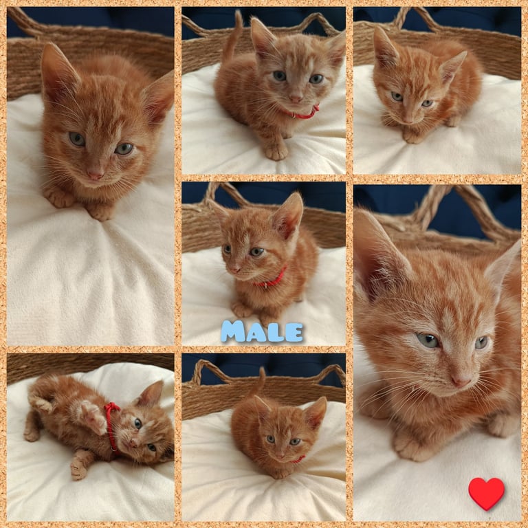 Adorable Kittens - domestic shorthair