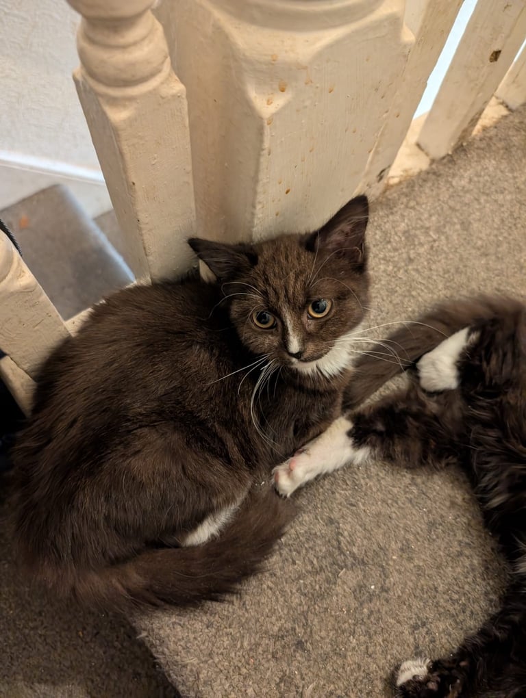 image for Rescue kittens ❤️