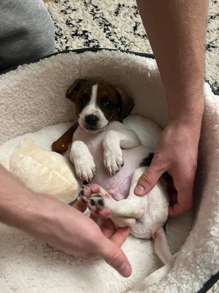 Mini Jack Russell puppy