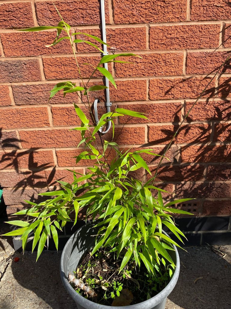image for Small bamboo plant 
