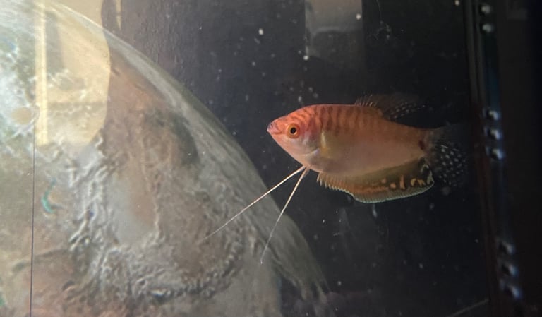 Aquarium with fish