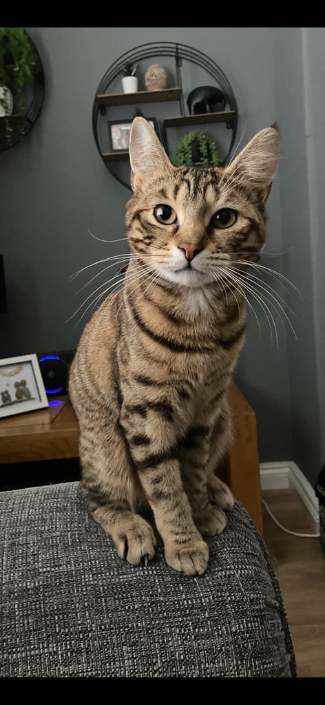 8 week old kittens ready for forever home! 