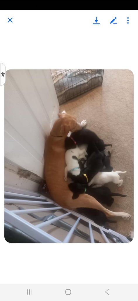 Splucherpoo for sale