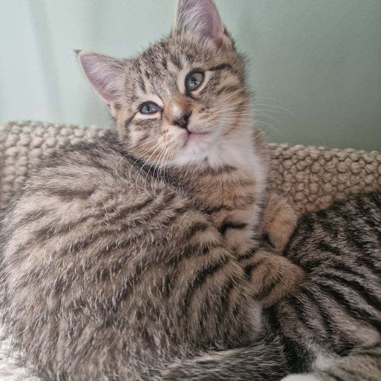 TABBY KITTEN BOY 