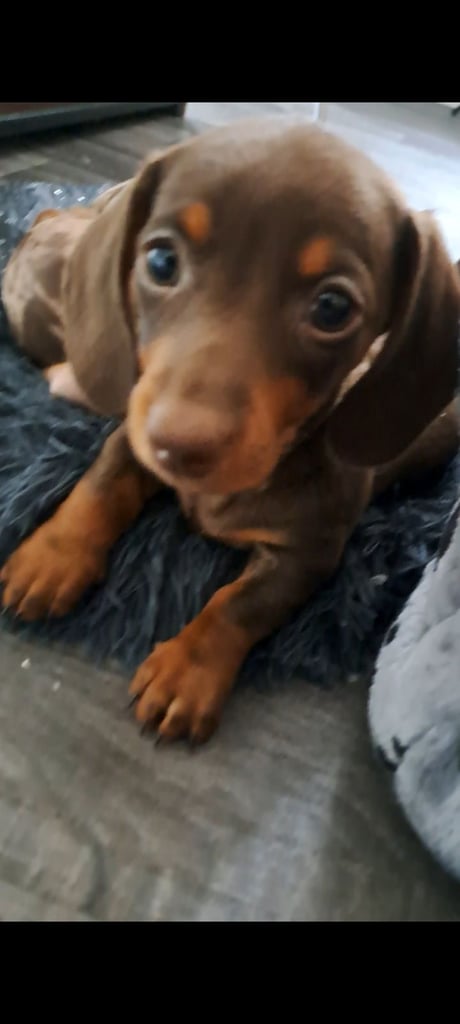 Mini dachshund reduced to see her in new home