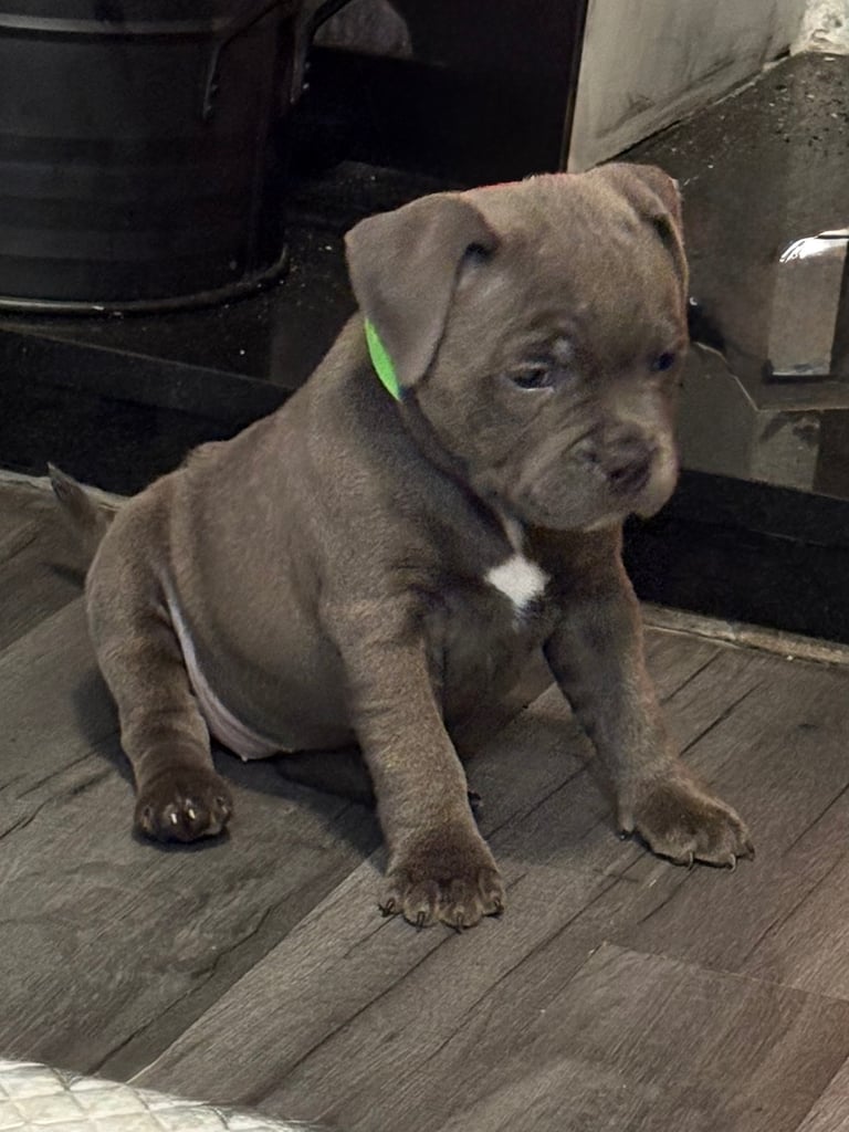 Valglo blood line Staffordshire bull terrier 
