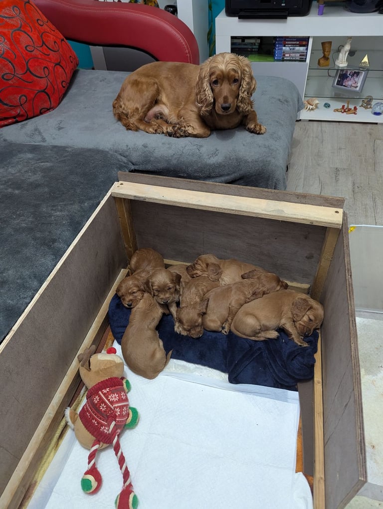 Golden cocker spaniel.