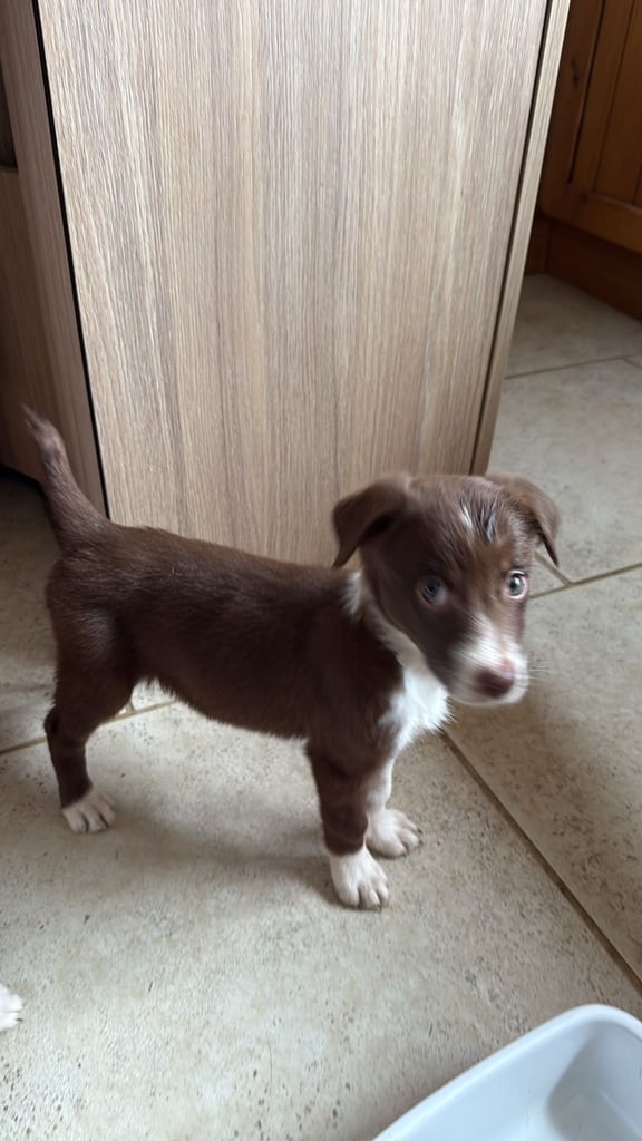 Australian Shepherd x border collie pups 