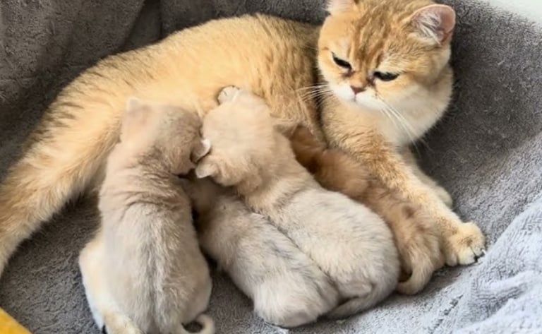 ✨ Beautiful 8 weeks old British shorthair x Russian Blue kitten READY FOR NEW HOME! 🏡