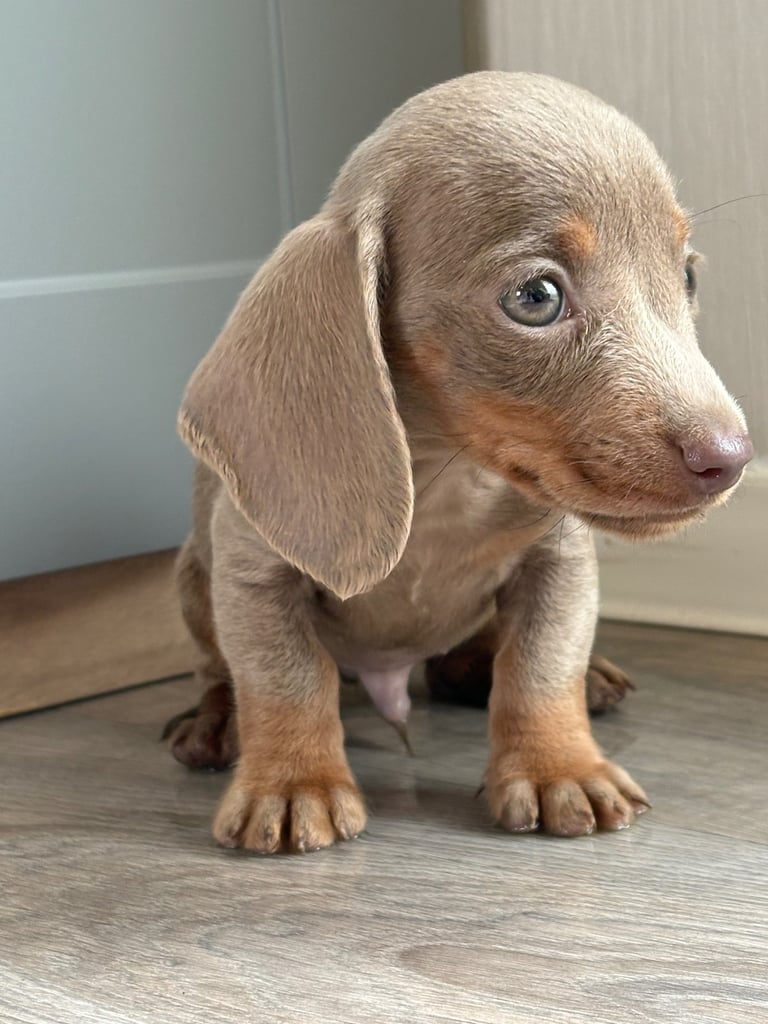 image for 3 miniature dachshund puppies