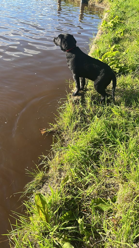 image for 5 month old black labrador