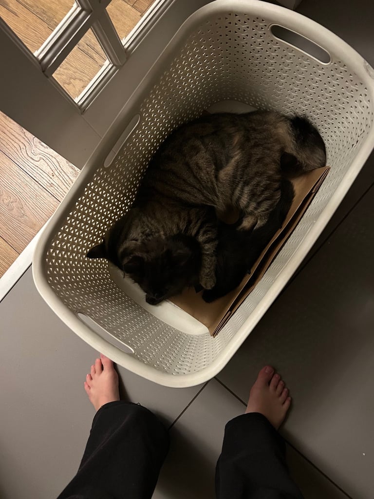 Fluffy long haired Black kitten