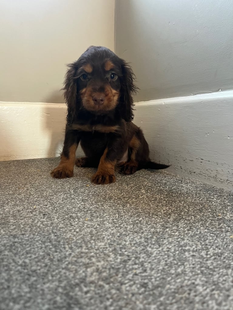 Cocker spaniel pups health tested 