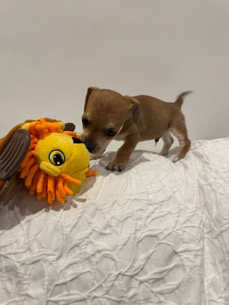 image for CUTE MINIATURE JACK RUSSELL PUPPIES 
