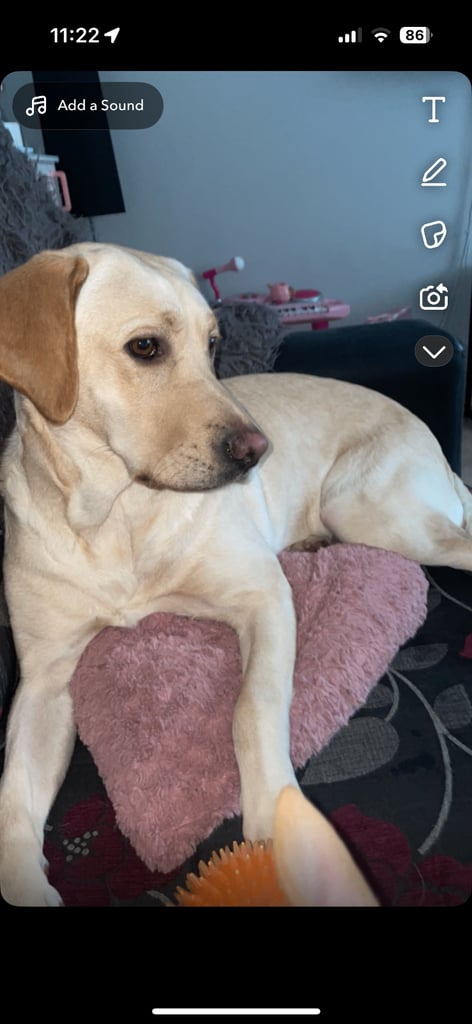 image for Labrador for rehoming 