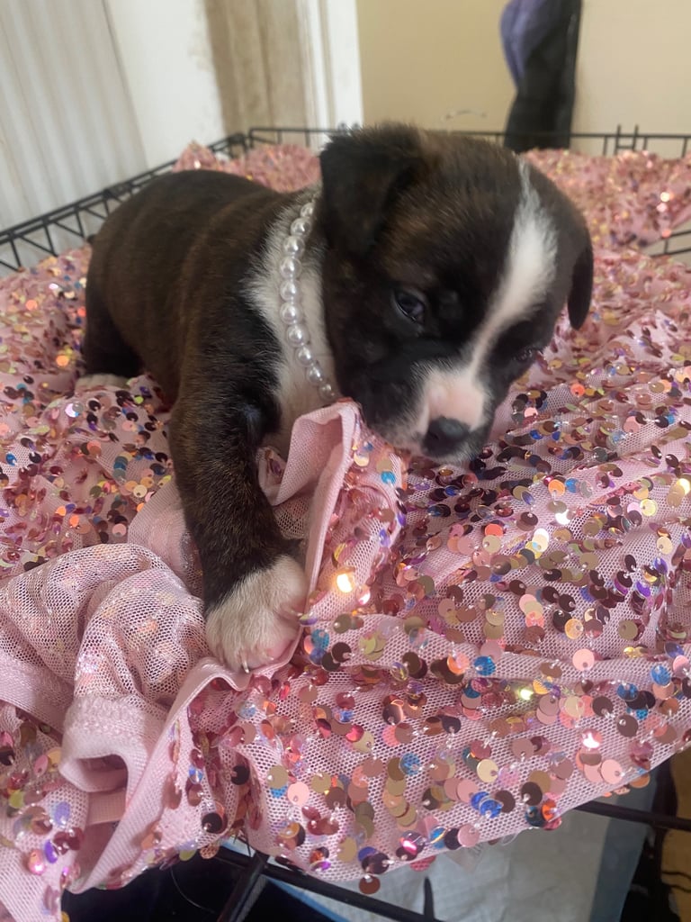 Beautiful pure stuffy puppies
