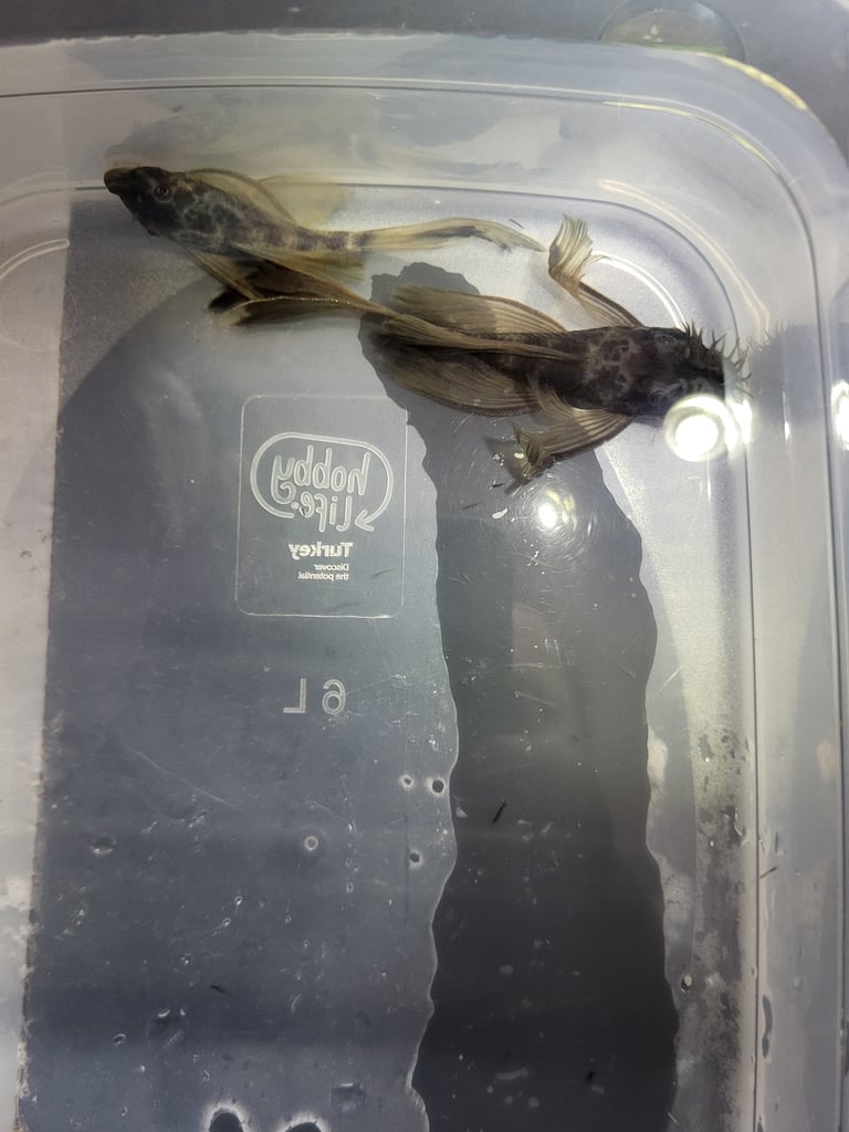 image for Plecos (Breeding Pairs) & Shrimp available
