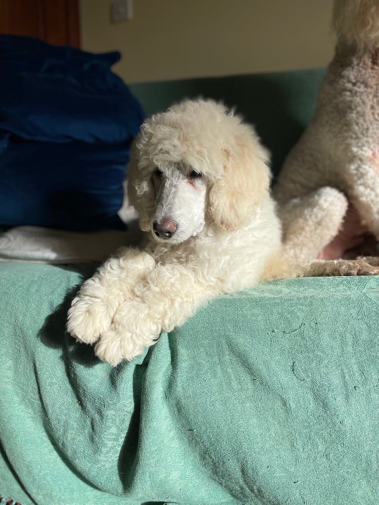 Standard poodle pup - one left
