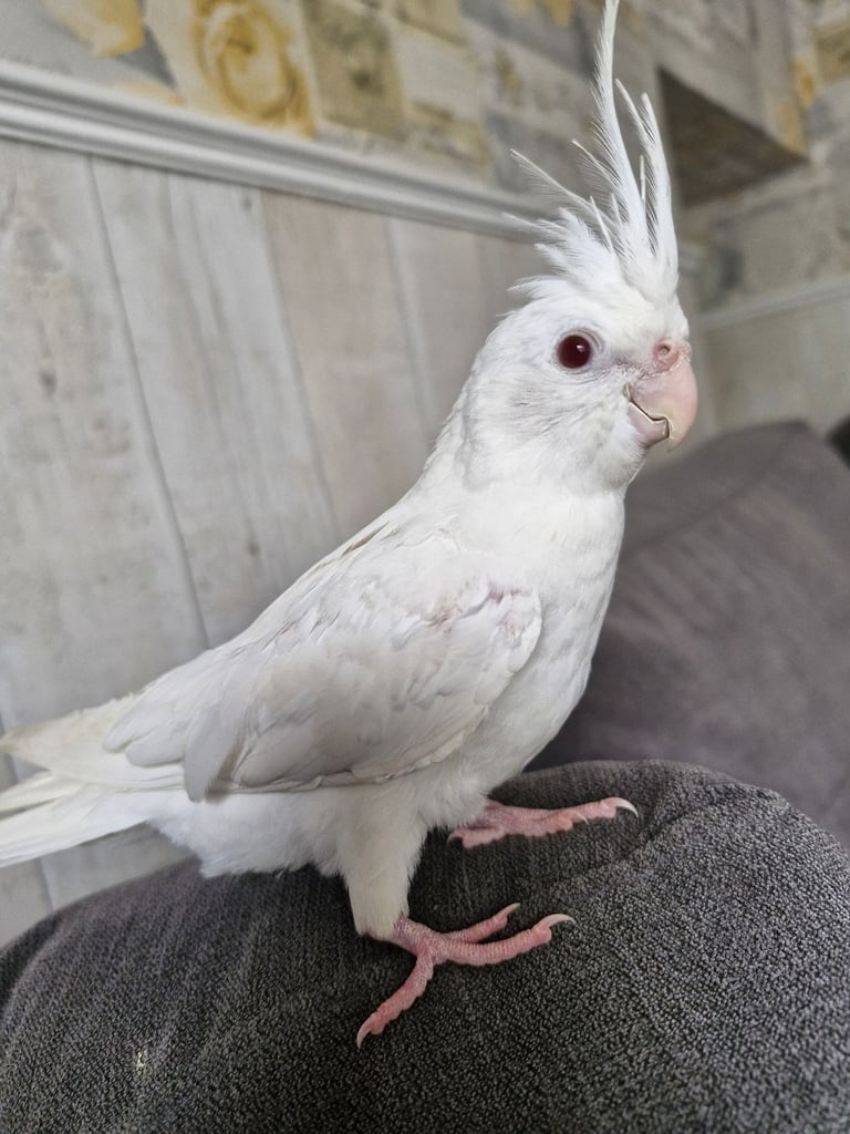 image for Albino cockatiel