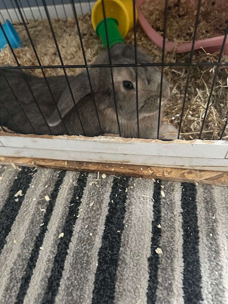 image for 2 female rabbits for sale sister from same litter 