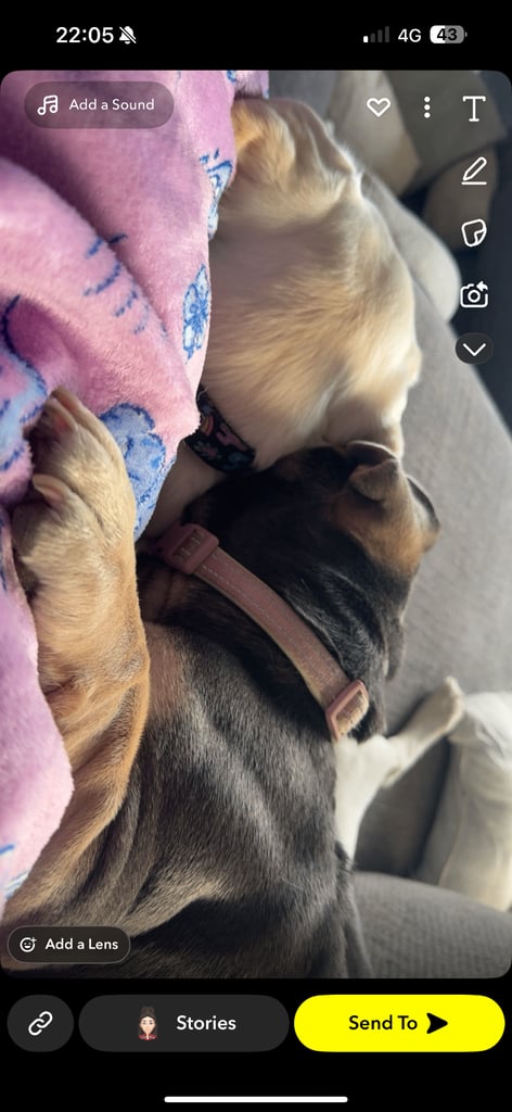 Beautiful dogs for rehoming 