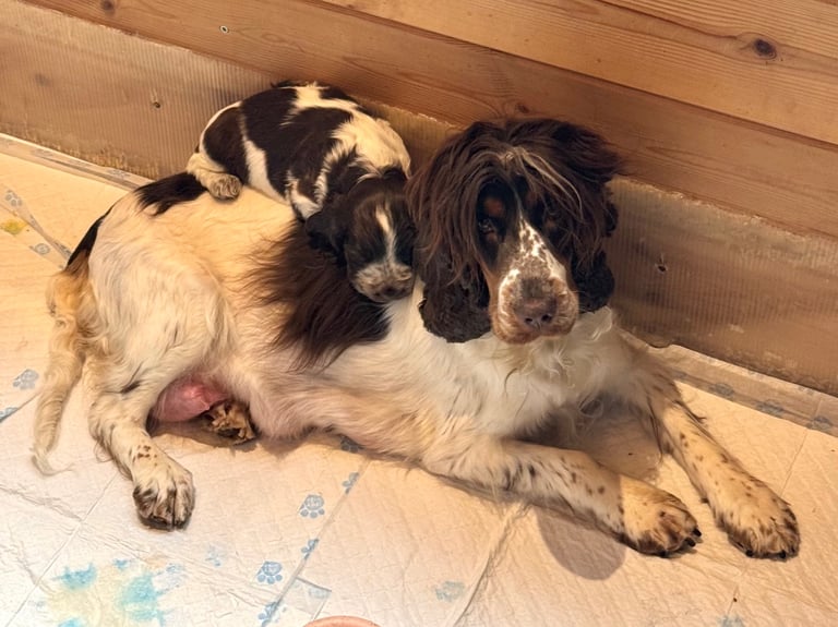 Beautiful KC Registered Show-Type Cocker Spaniel Puppies 🐶 