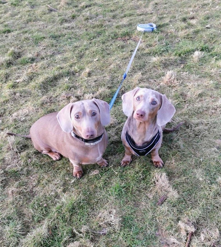 Miniature Dachshunds kc registered 