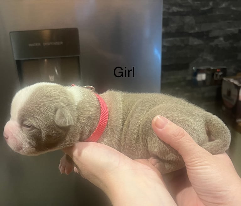 Pocket bully pups for sale! 