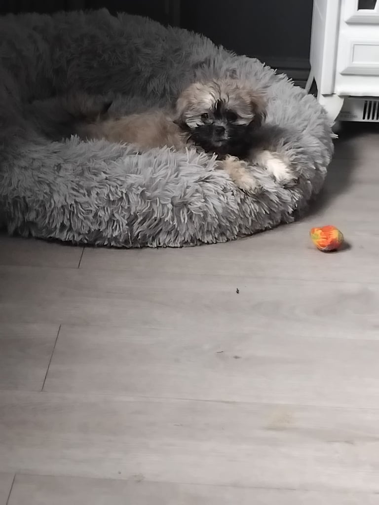 Shih tzu x Maltese pup