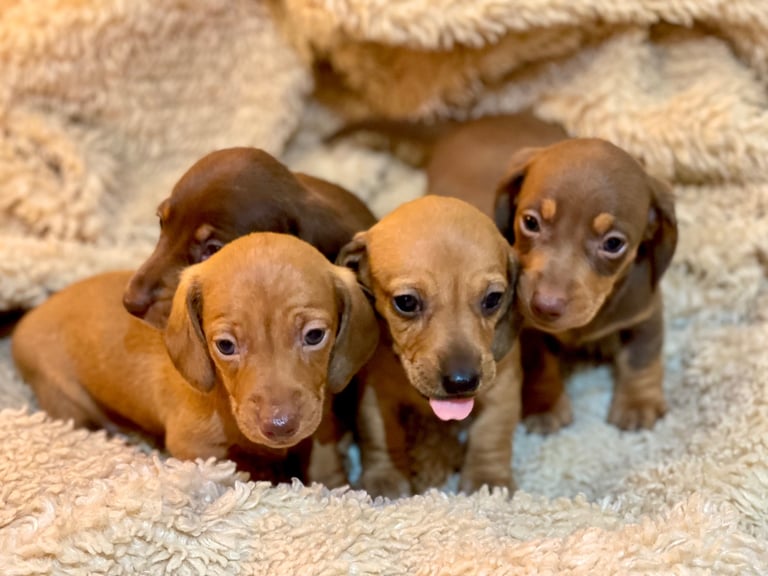 image for Miniature Dachshund Puppies