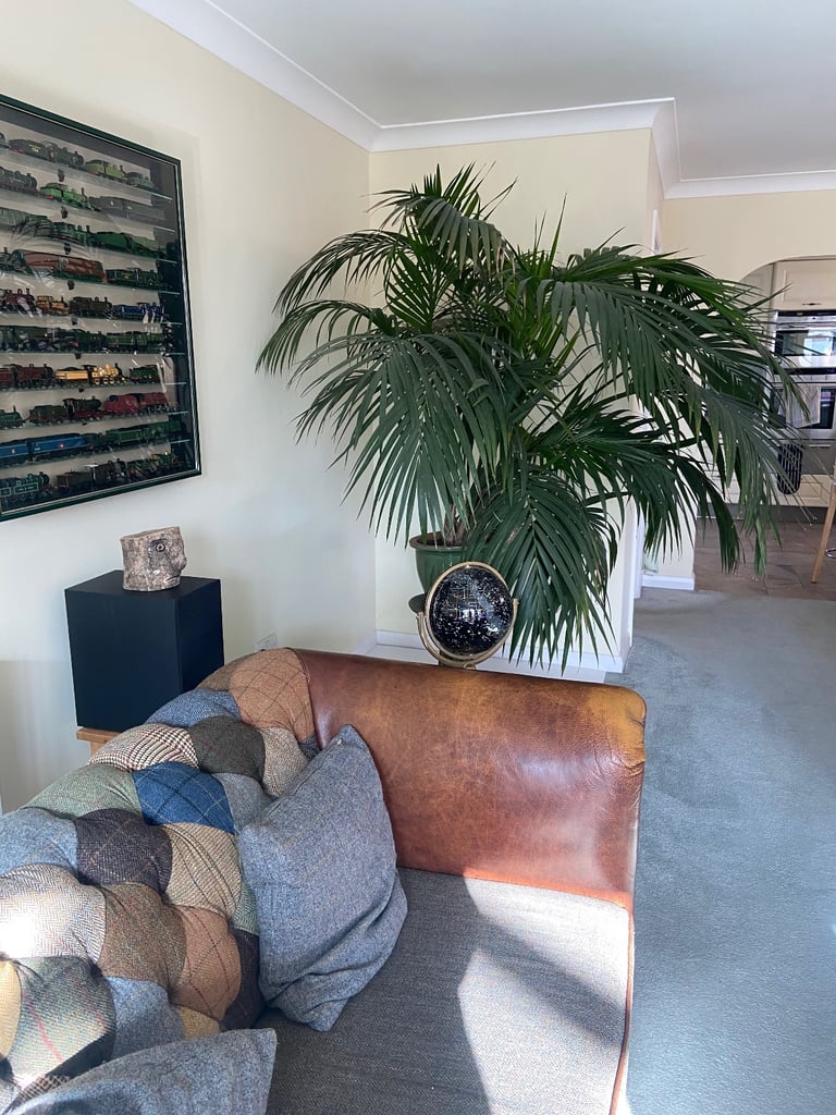 Stunning Kentia Palm - Excellent Condition