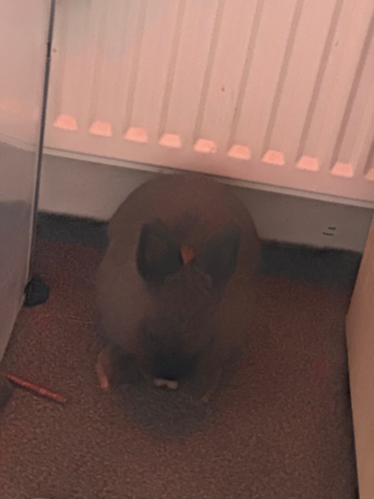 Rabbits 