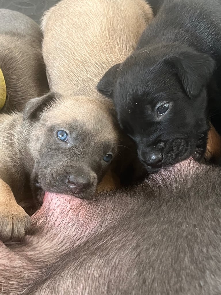 Cane Corso × Belgian Malinois Puppies 3/4 left 