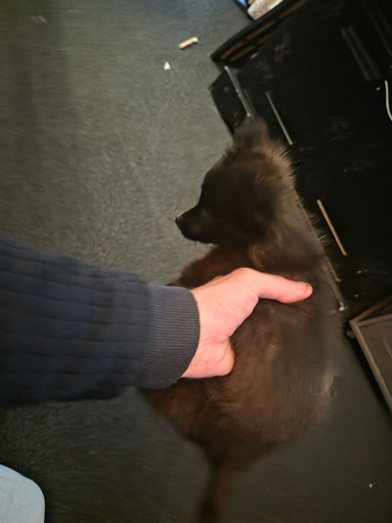 Tea cup pomeranian