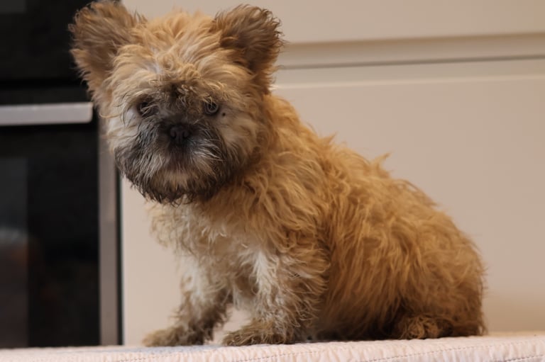 French bulldog fluffy 