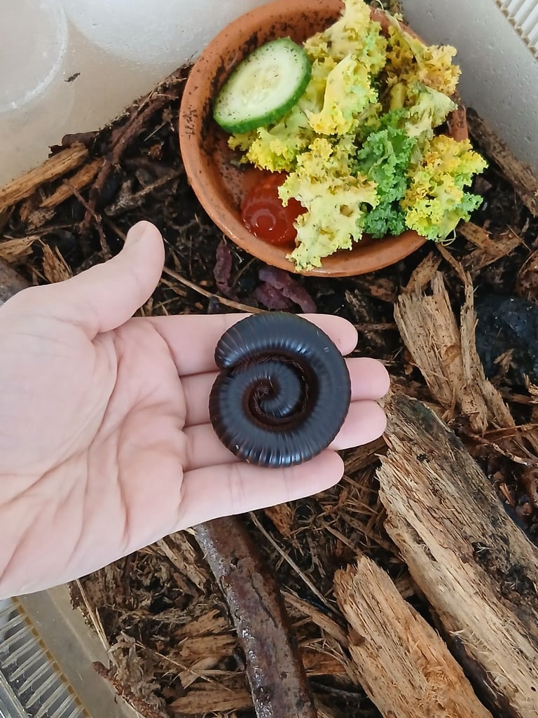 African millipede babies 