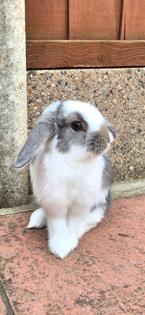 ​Pair of Adorable 14-Week-Old Rabbits with Luxury Hatched® Noah's Ark Hutch - Full Set-Up!