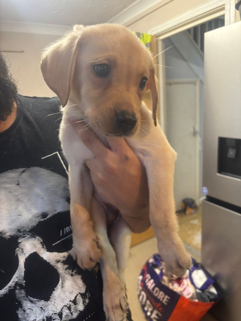 Puppy labradors eight weeks old 