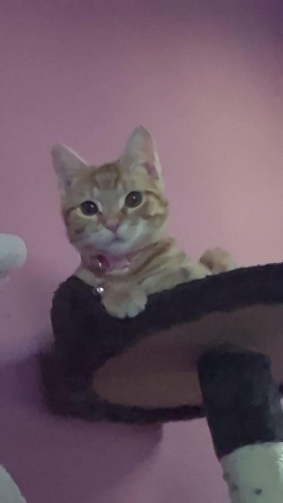Female ginger tabby cat 