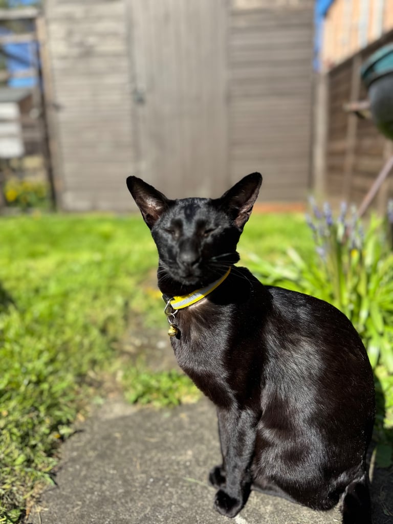 Black Siamese male 