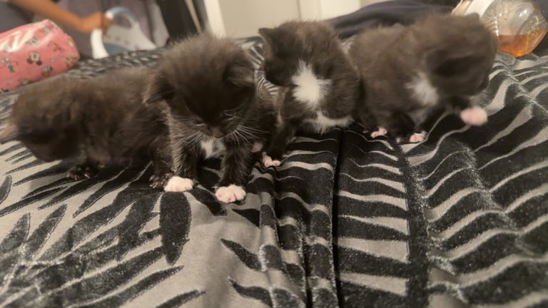 Kittens for sale £100