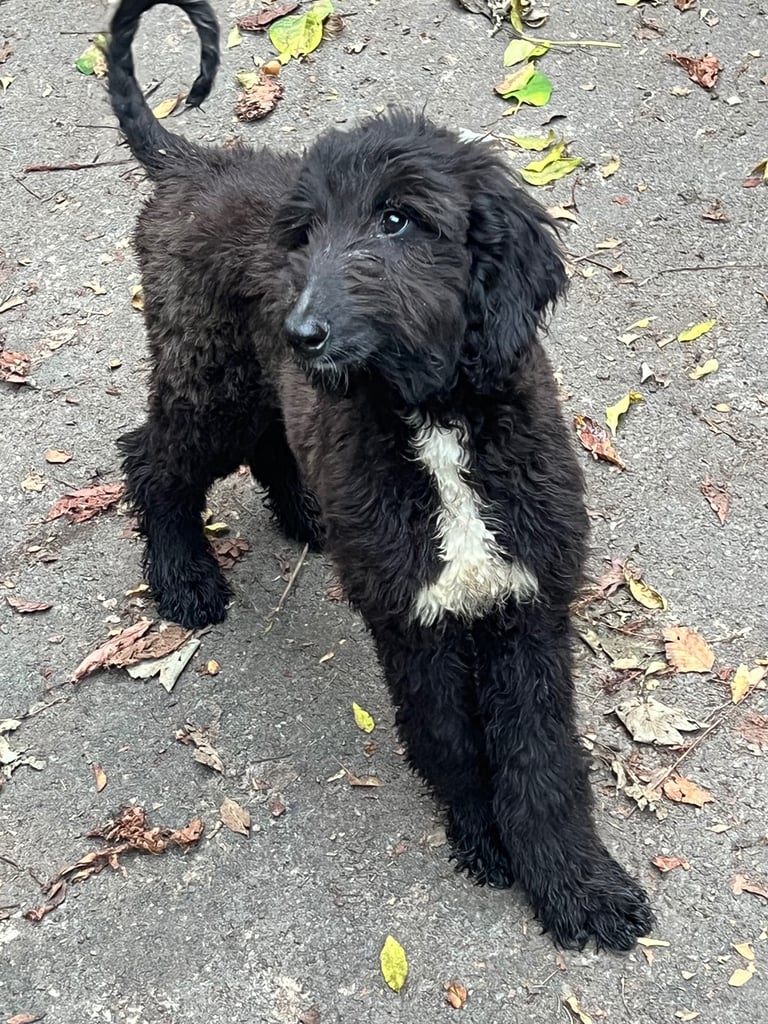 KC Registered Afghan Hound Puppies For Sale 