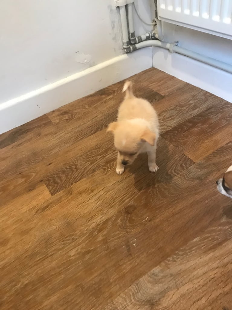 6 Jack Russel x Chihuahua puppies 